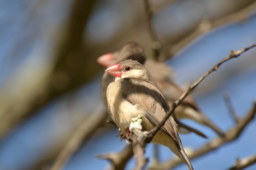 Java Sparrow