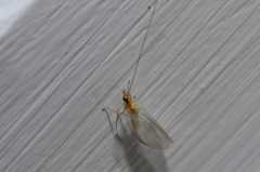 Pseudomallada tactus