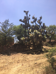 Yucca decipiens