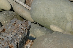 Oligosoma smithi