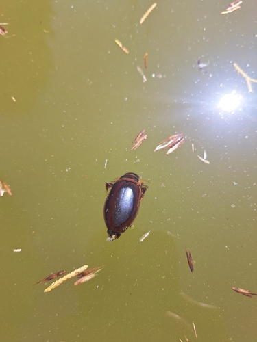Dytiscus