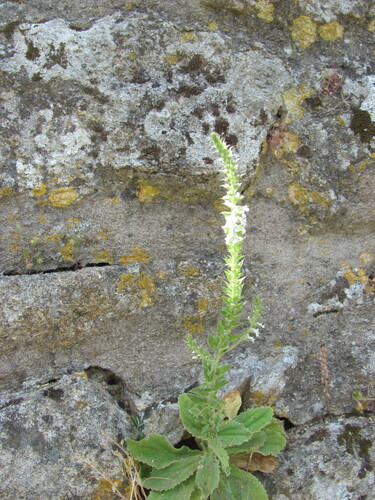 Anarrhinum duriminium, photograph 3