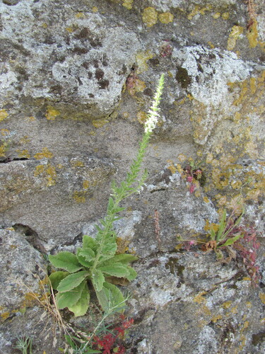 Anarrhinum duriminium