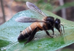 Apis dorsata