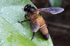 Apis dorsata