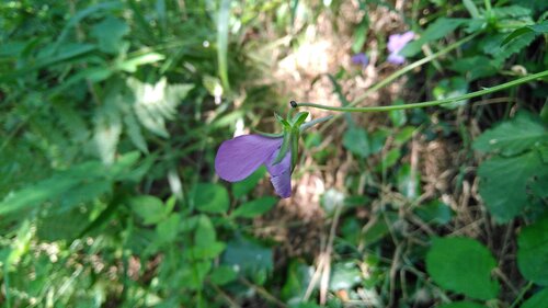 Viola bubanii, photograph 1