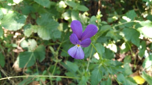 Viola bubanii
