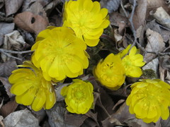 Adonis amurensis