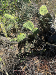 (c) Melanie J. Davis, some rights reserved (CC BY) Vicia ludoviciana, photograph (c) Melanie J. Davis, some rights reserved (CC BY)