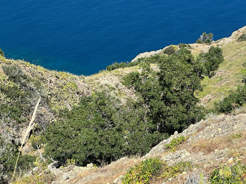 Lyonothamnus floribundus