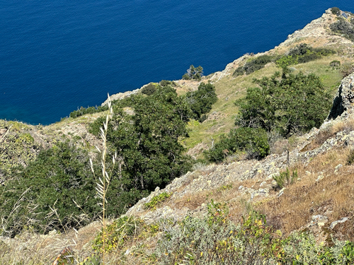 Lyonothamnus floribundus