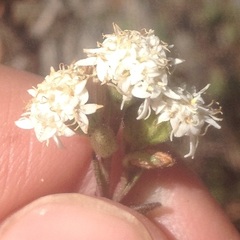 Oxylobus arbutifolius