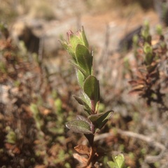 Oxylobus arbutifolius