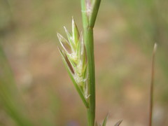 Lolium rigidum