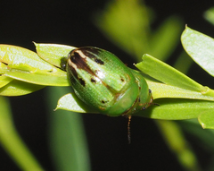 Peltoschema perplexum