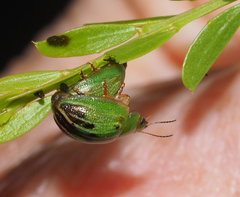 Peltoschema perplexum