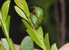 Peltoschema perplexum