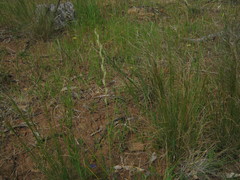 Lolium rigidum