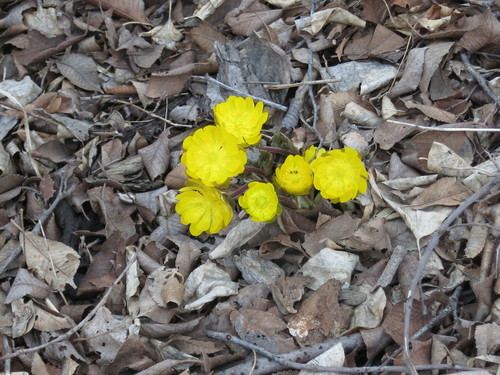 Image of Adonis amurensis by (c) Repina Tatyana, some rights reserved (CC BY)