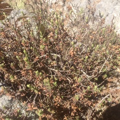 Oxylobus arbutifolius