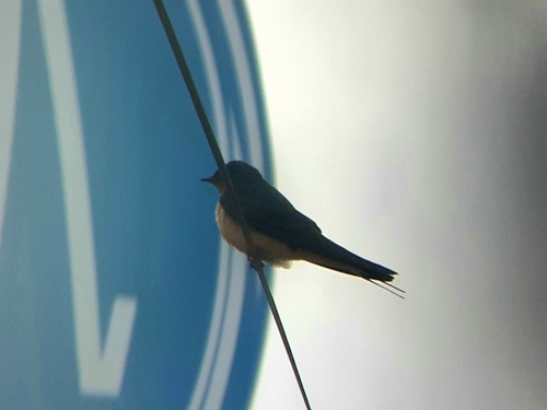Barn Swallow