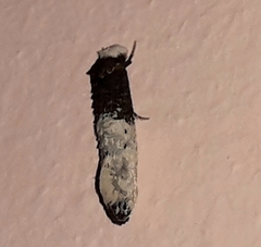 Trichophaga tapetzella