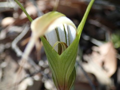 Pterostylis ampliata
