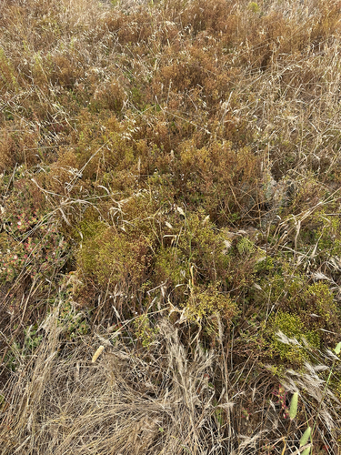 Amblyopappus pusillus, photograph 2