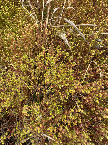 Amblyopappus pusillus