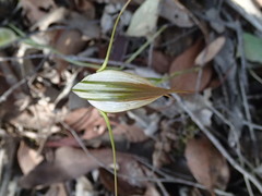 Pterostylis ampliata