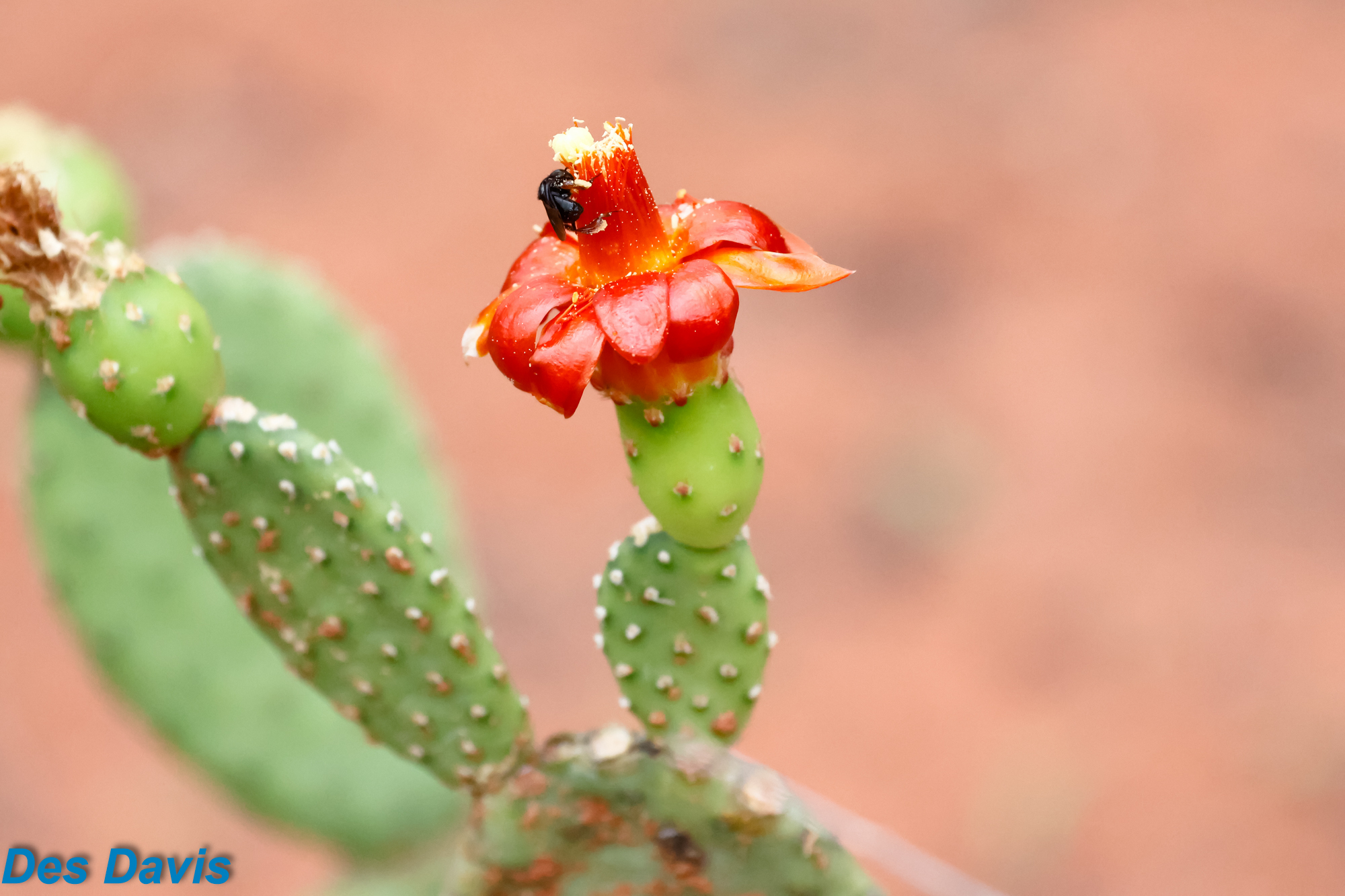 Tacinga inamoena