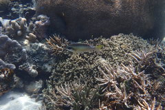 Scolopsis margaritifera