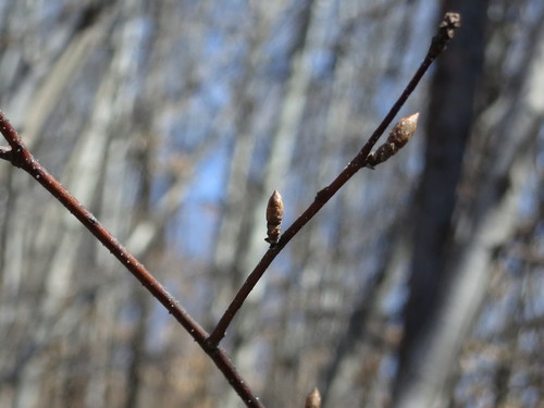Image of Betula davurica by (c) Repina Tatyana, some rights reserved (CC BY)