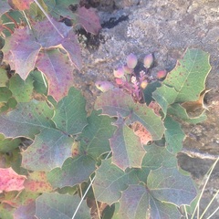 Berberis alpina