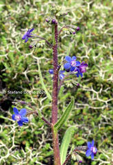 Anchusa strigosa