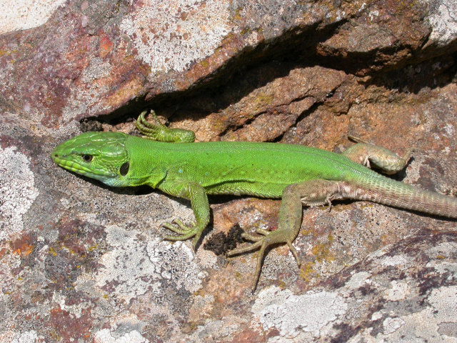 North African Ocellated Lizard from Jebel Rorra - SE slopes m 870 ...