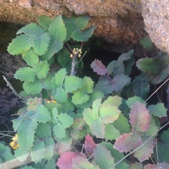 Berberis alpina