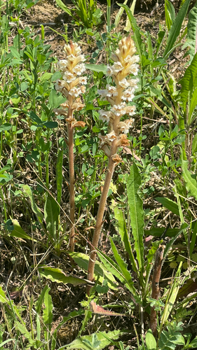 Orobanche picridis