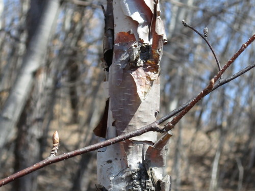 Image of Betula davurica by (c) Repina Tatyana, some rights reserved (CC BY)