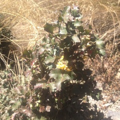 Berberis alpina