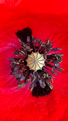 Papaver rhoeas