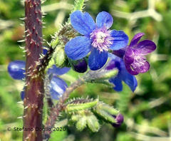 Anchusa strigosa