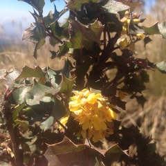 Berberis alpina