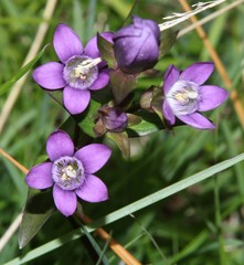 Gentianella rhaetica