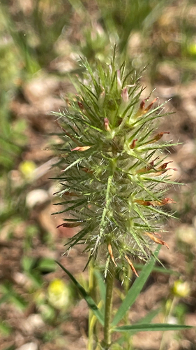 Trifolium angustifolium