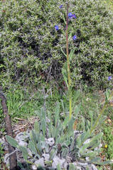 Anchusa strigosa