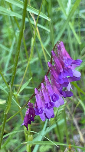 Vicia villosa