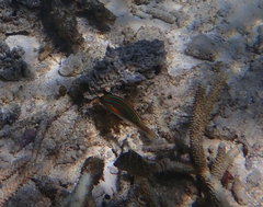 Stethojulis trilineata