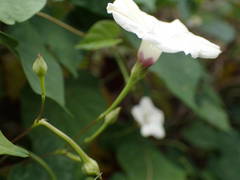 Ipomoea obscura image