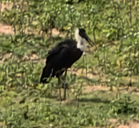 iNaturalist image